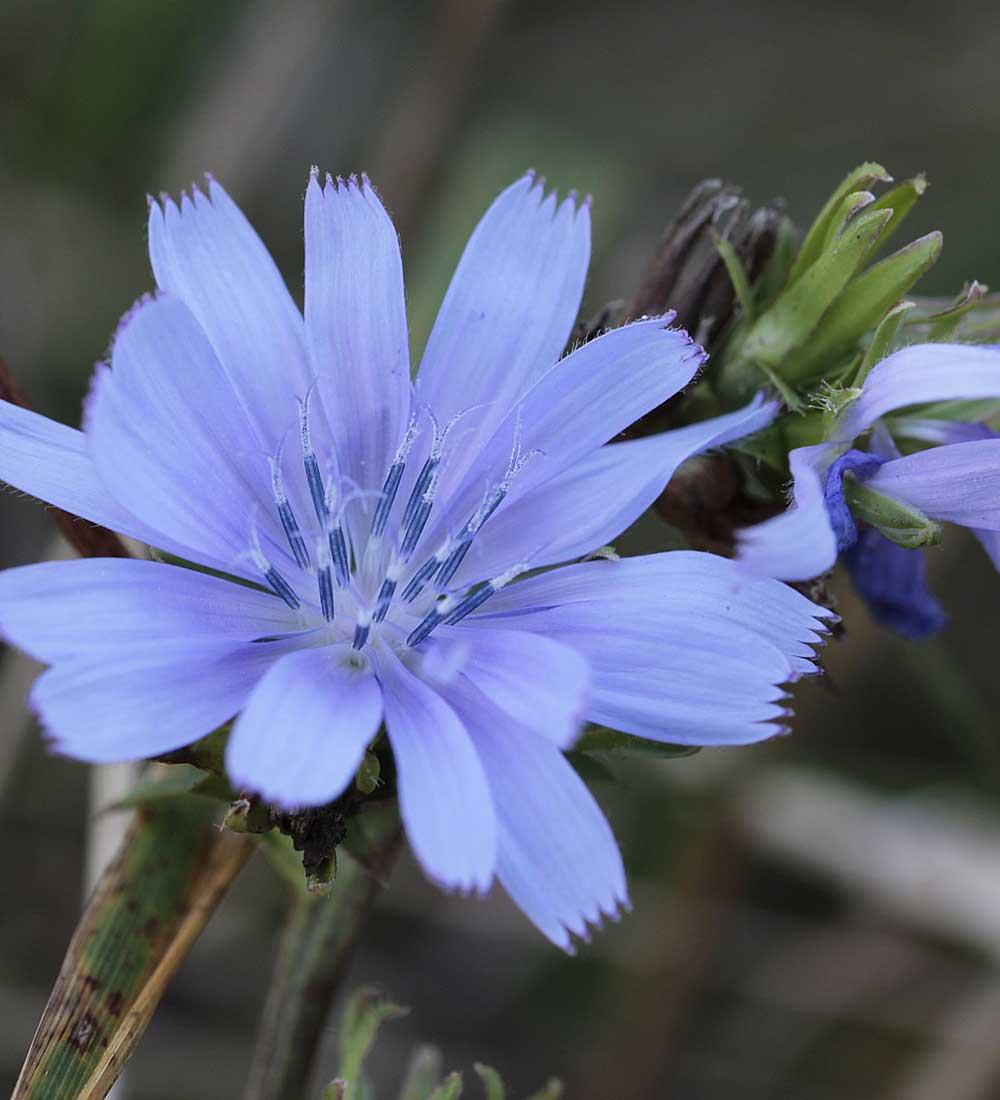 fleur-de-bach-2